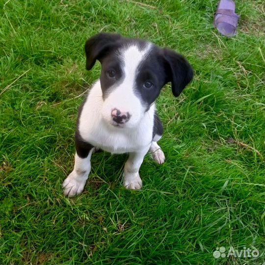 Щенки в добрые руки