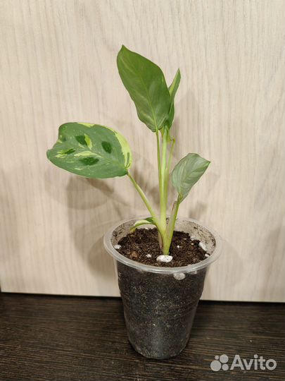 294. Комнатные цветы