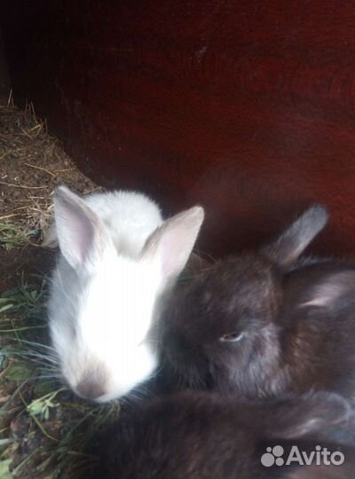 Кролики на племя