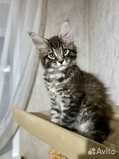 Котята мейн- кун