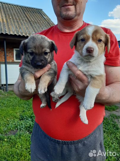 Отдам в добрые руки щенков породы двортерьер