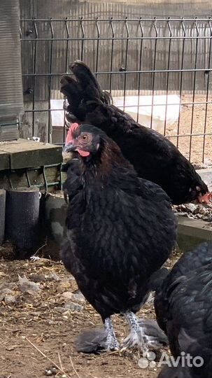 Куры породы маран