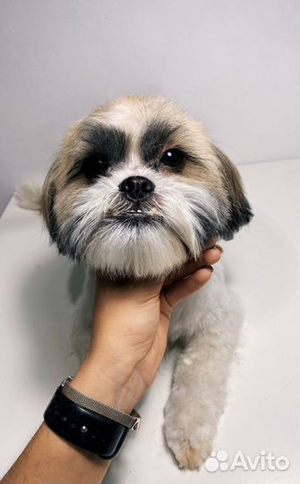 Стрижка собак, груминг с выездом на дом