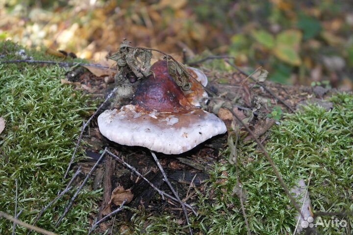 Швея надомница