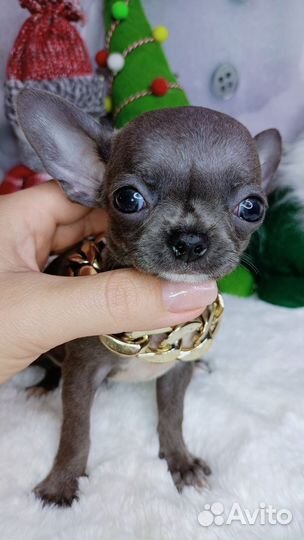 Серенький мышонок мини мальчик чихуахуа