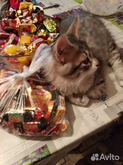 Отдам Кота в Добрые Руки