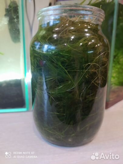 Аквариумные растения