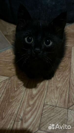 Котенок (девочка)