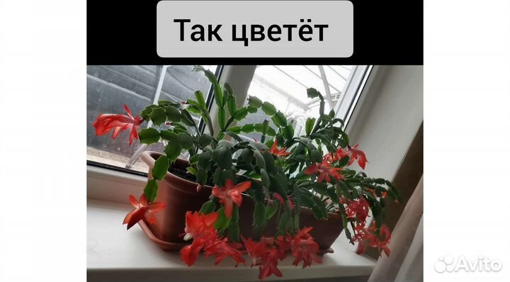 Комнатные цветы