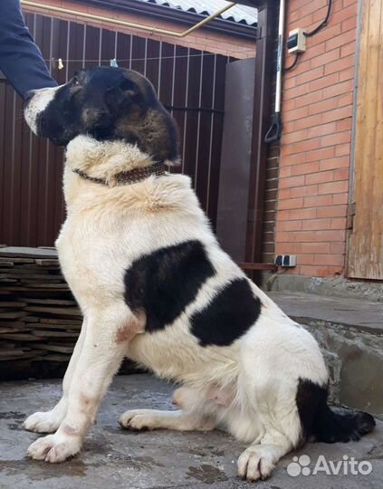 Вязка. Алабай