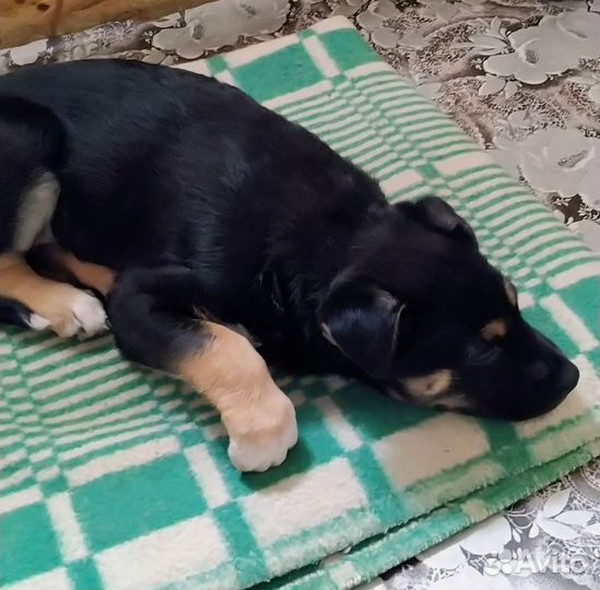Щенок в добрые руки