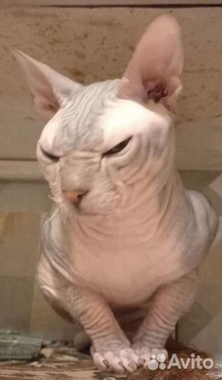 Канадский сфинкс вязка