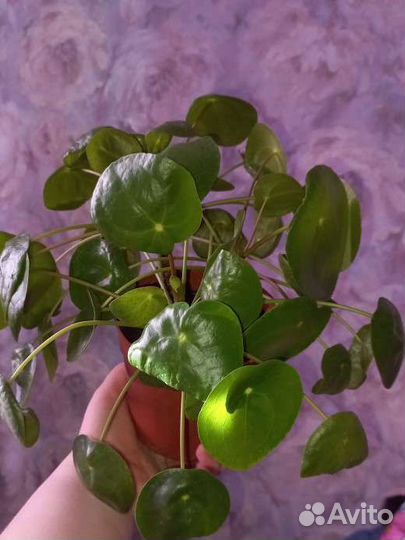 Пилея пеперомиевидная