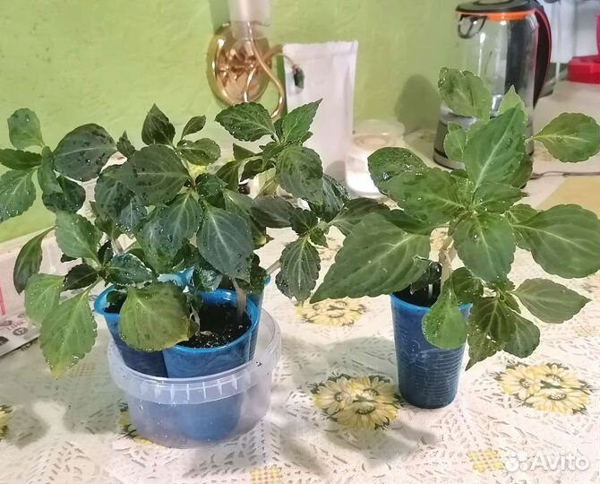 Бальзамин махровый