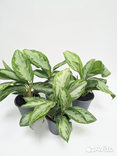 Аглаонема Сильвер Бай 12/35