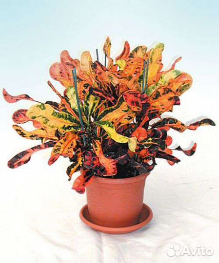 Кодиеум кротон