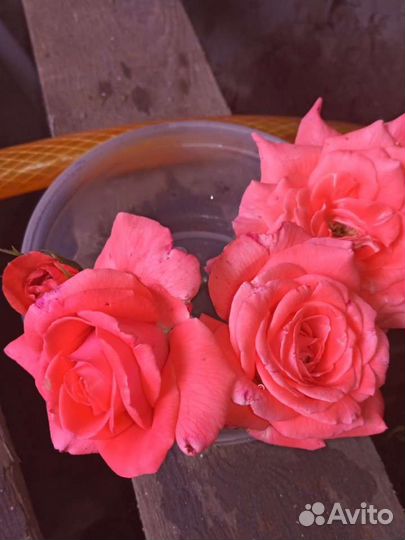 Роза бордовая зкс