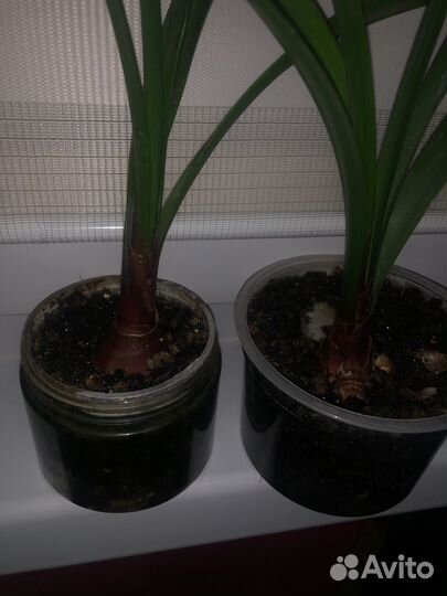 Валотта луковка