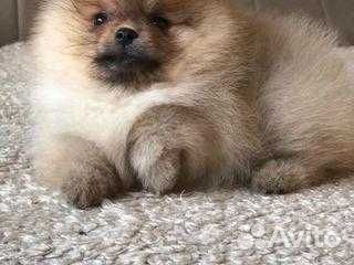 Щенки померанского шпица