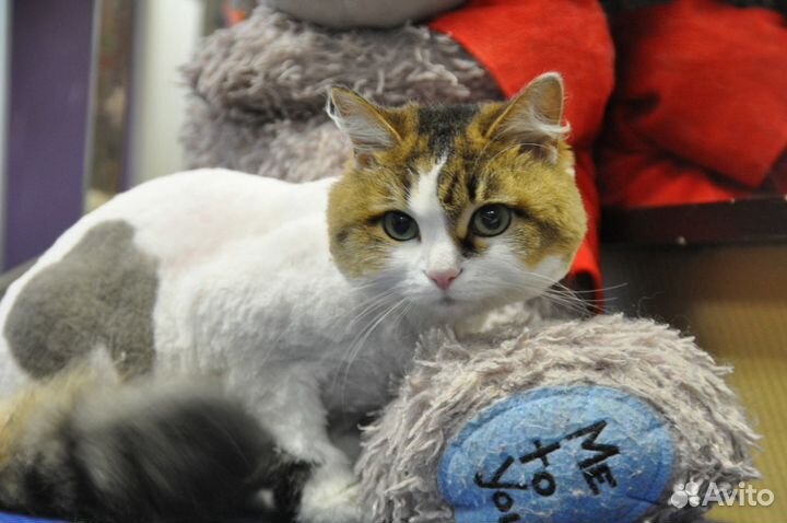 Стрижка кошек