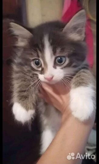Котята ищут дом