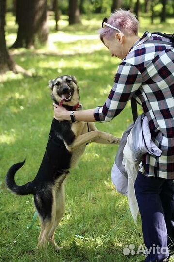 Собака в добрые руки