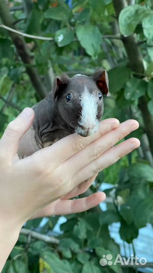 Скинни морская свинка малыши