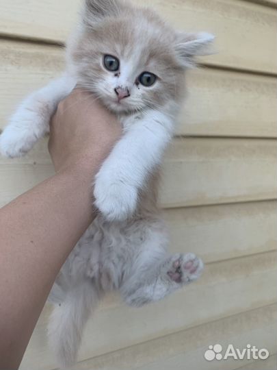 Котята отдам в добрые руки бесплатно