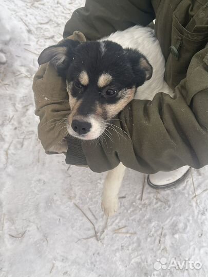 Собаки бесплатно