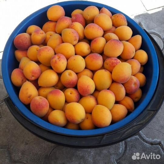 Жердель саженцы