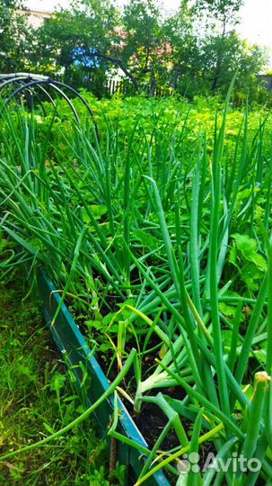 Зонтики укропа, перо лук