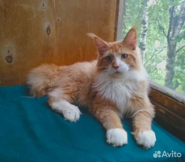 Котик мейн-кун 7 мес