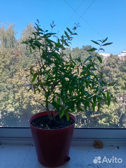 Лимон Югославский