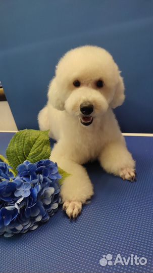 Груминг, обучение