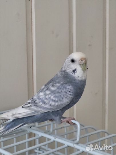 Волнистый попугай самка