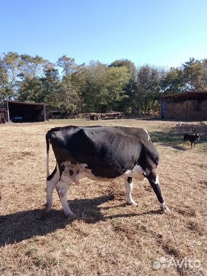 Корова дойная