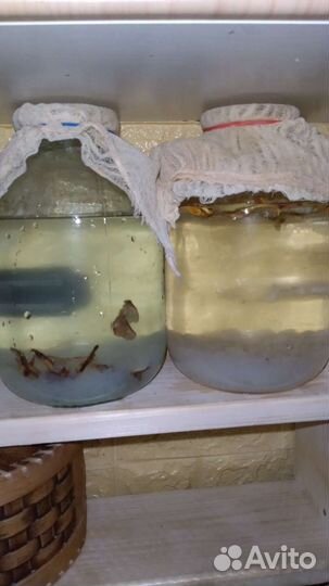 Индийский морской рис зооглея