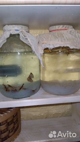 Индийский морской рис зооглея