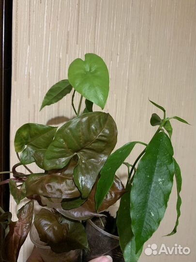 Эпипремнум Marble apple