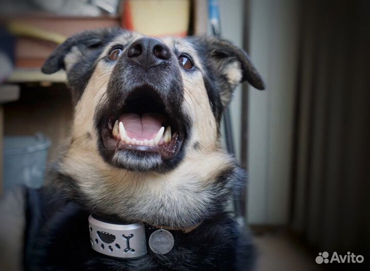 Добрейшая воспитанная собака