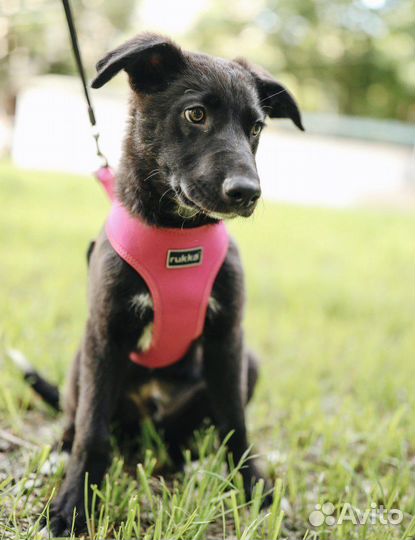 Щенок в добрые руки Коди