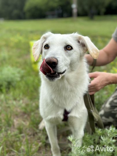 Миниатюрной собачке трудно выживать в приюте