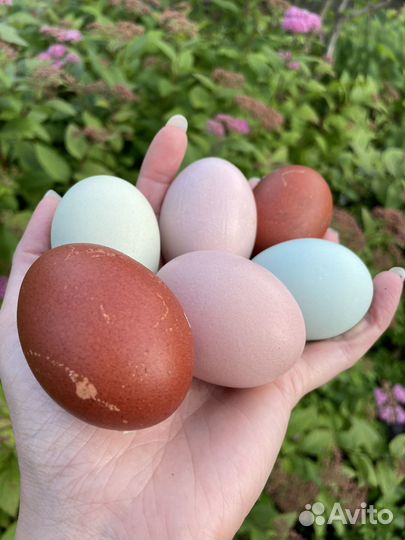 Цыплята с цветным яйцом