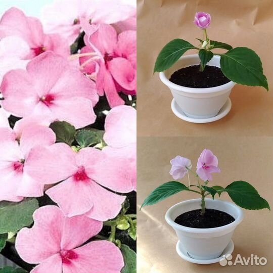 Бальзамин розовый цветы комнатные домашние