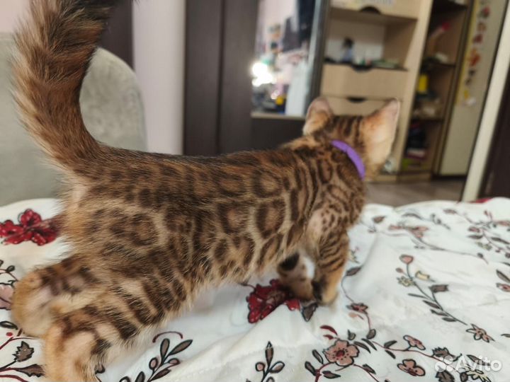 Бенгальские котята