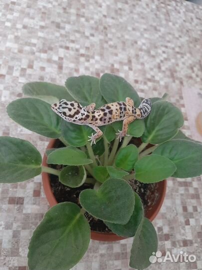 Геккон, эублифар