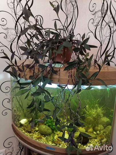 Традесканция фиолетовая