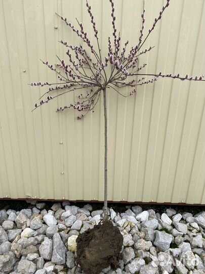 Саженцы Маунт асо