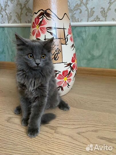 Британские котята
