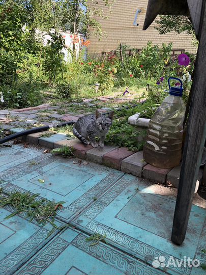 Котятята в добрые руки